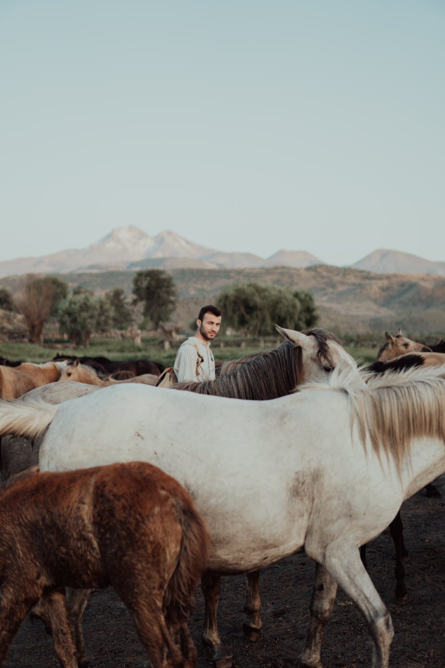 Person standing among animals in open pasture